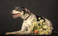 Mixed breed puppy portrait, white with a red and black dog on a dark background in the studio with flowers Royalty Free Stock Photo