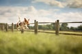 mixed breed running along a farm fence line