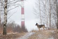 Mixed breed shepherd dog standing at field in winter