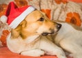 Mixed breed shepherd dog xmas Royalty Free Stock Photo