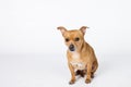 A mixed breed small chihuahua small dog on a white background with copy space
