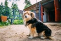 Mixed Breed Small Size Black And Brown Colors Dog Royalty Free Stock Photo