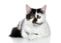 Mixed-breed spotted black and white cat Royalty Free Stock Photo