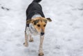 Mixed breed stray female dogs running on a country road covered with melting snow Royalty Free Stock Photo