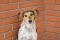 Mixed breed stray female dogs sitting against brick wall and begging food Royalty Free Stock Photo