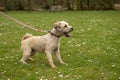 Mixed breed terrier puppy lunging on leash outdoors