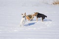 Mixed breed white and black dogs attacking basenji dog Royalty Free Stock Photo