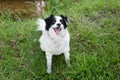 A mixed-breed white dog, sitting on the grass in a forest Royalty Free Stock Photo