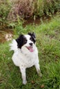 A mixed-breed white dog, sitting on the grass in a forest Royalty Free Stock Photo