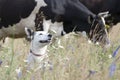 Mixed Breed White Dog & Cows Royalty Free Stock Photo