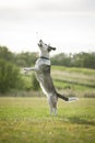 Mixed Breed White Dog Jumping High to Catch Dogfood Royalty Free Stock Photo