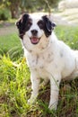 A mixed-breed white dog, sitting on the grass in a forest Royalty Free Stock Photo