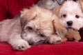 Mixed Breed Yorkshire Terrier Puppies