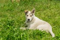 Mixed breed young dog resting in fresh summer grass Royalty Free Stock Photo