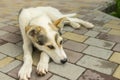 Mixed breed young dog resting on a sidewalk Royalty Free Stock Photo