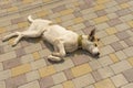 Mixed breed young dog sleeping on a sidewalk Royalty Free Stock Photo