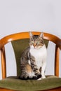 Mixed-breedcat sitting and looking away on a unique old chair in his new house  on an white wall background. Pets concept Royalty Free Stock Photo