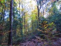 Mixed broadleaf and conifer spruce and beech forest