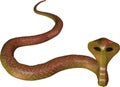 Mixed-brown cobra snake