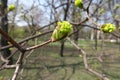 Mixed bud on branch of Norway maple