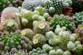 Mixed cactus background in the open cactus farm