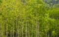 Spring Aspen Forest in the Coastal Mountains of BC