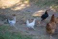 Mixed chicken and rooster in the backyard, farm living, brown, black birds, rural scene