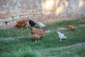 Mixed chicken and rooster in the backyard, farm living, brown, black birds, rural scene