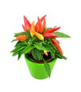 A mixed chili plant in a green pot