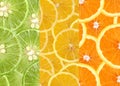 Mixed citrus fruit background. Royalty Free Stock Photo