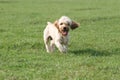 Mixed Cocker Spaniel Royalty Free Stock Photo