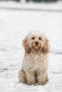 Mixed Cocker Spaniel Royalty Free Stock Photo