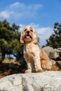 Mixed Cocker Spaniel Royalty Free Stock Photo