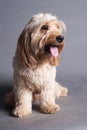 Mixed Cocker Spaniel Royalty Free Stock Photo