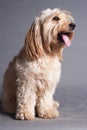Mixed Cocker Spaniel Royalty Free Stock Photo