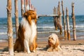 Mixed Cocker Spaniel and Rough Collie Royalty Free Stock Photo