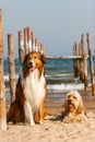 Mixed Cocker Spaniel and Rough Collie Royalty Free Stock Photo