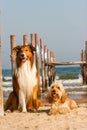 Mixed Cocker Spaniel and Rough Collie Royalty Free Stock Photo