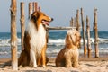 Mixed Cocker Spaniel and Rough Collie Royalty Free Stock Photo