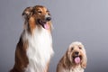 Mixed Cocker Spaniel and Rough Collie Royalty Free Stock Photo