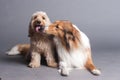 Mixed Cocker Spaniel and Rough Collie Royalty Free Stock Photo