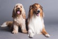 Mixed Cocker Spaniel and Rough Collie Royalty Free Stock Photo