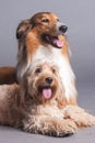 Mixed Cocker Spaniel and Rough Collie Royalty Free Stock Photo