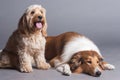 Mixed Cocker Spaniel and Rough Collie Royalty Free Stock Photo