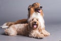 Mixed Cocker Spaniel and Rough Collie Royalty Free Stock Photo