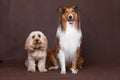 Mixed Cocker Spaniel and Rough Collie Royalty Free Stock Photo