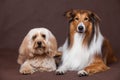 Mixed Cocker Spaniel and Rough Collie Royalty Free Stock Photo