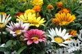 Mixed color gazania Royalty Free Stock Photo