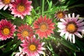 Mixed color gazania Royalty Free Stock Photo