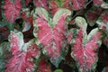 A mixed color of red, white and green speckled leaves of Caladium Mesmerized